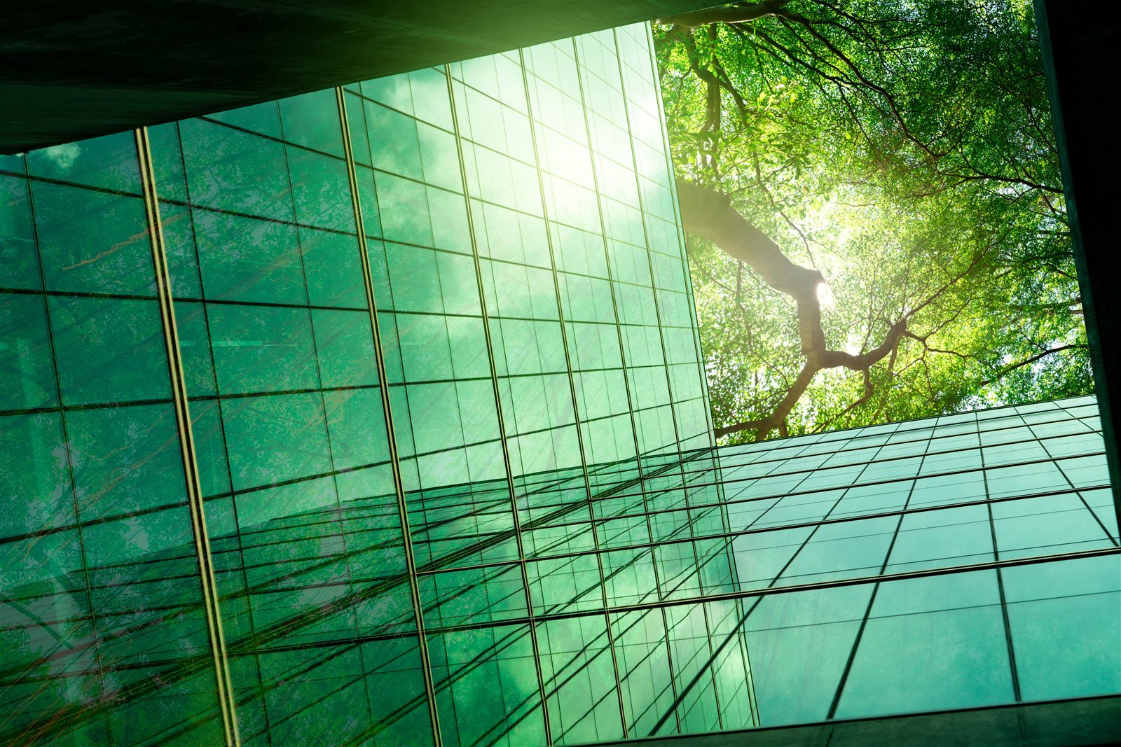 Sunlight through tree branches reflected in a green glass office building facade